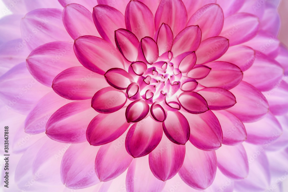 Pink dahlia petals  floral abstract background. Close up of flower dahlia for background