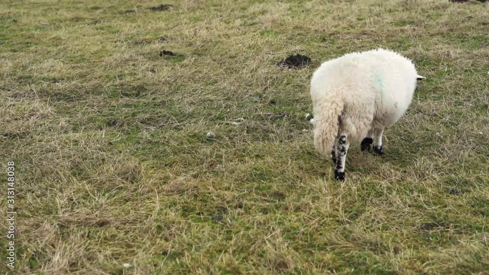 Sheep in a field in the English Countryside in Lancashire Sheep in a field in the English Countryside in Lancashire