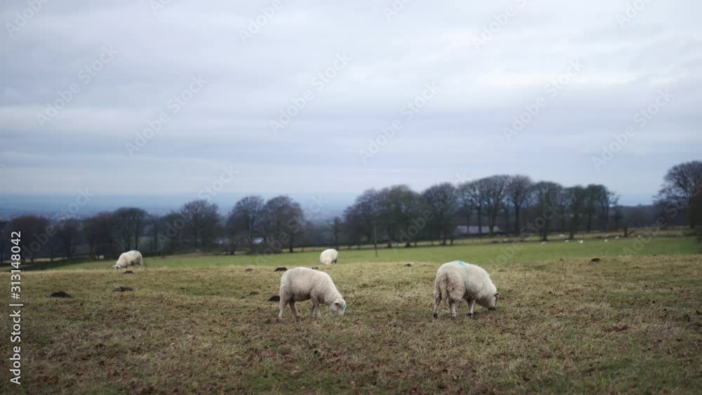 Sheep in a field in the English Countryside in Lancashire Sheep in a field in the English Countryside in Lancashire