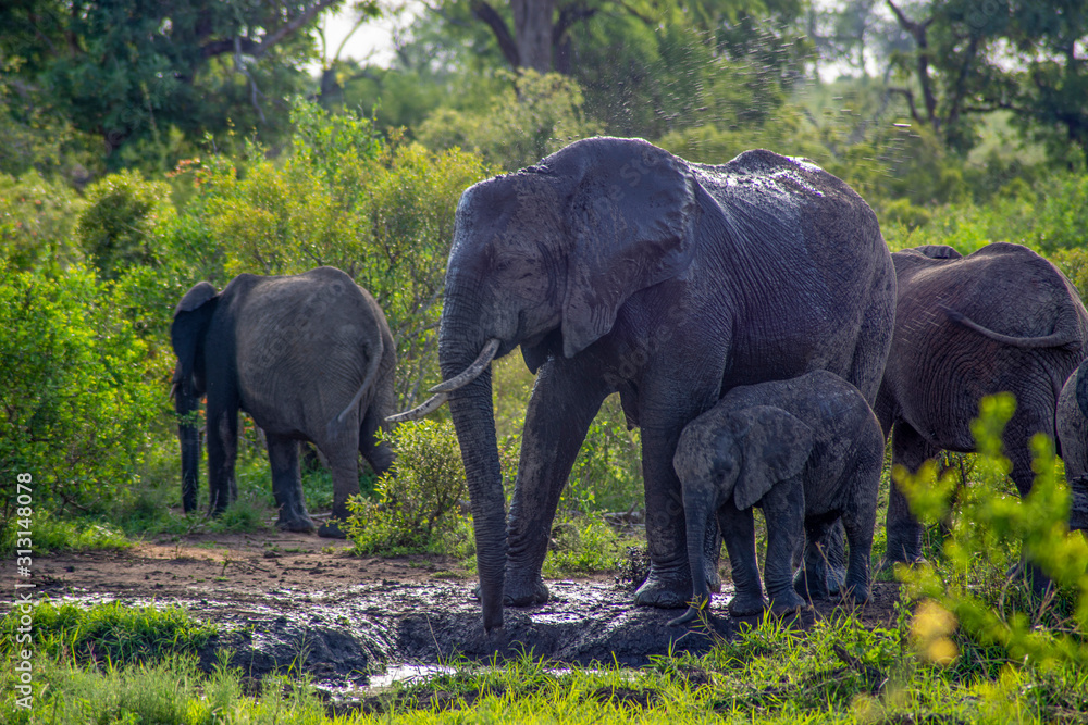 Elephant with baby in Kruger Park Africa - obrazy, fototapety, plakaty 