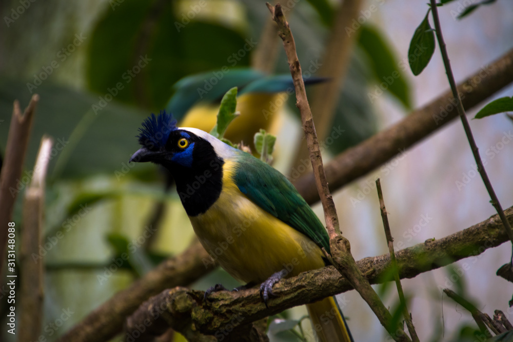 Obraz premium Couple of green jay (Cyanocorax yncas)