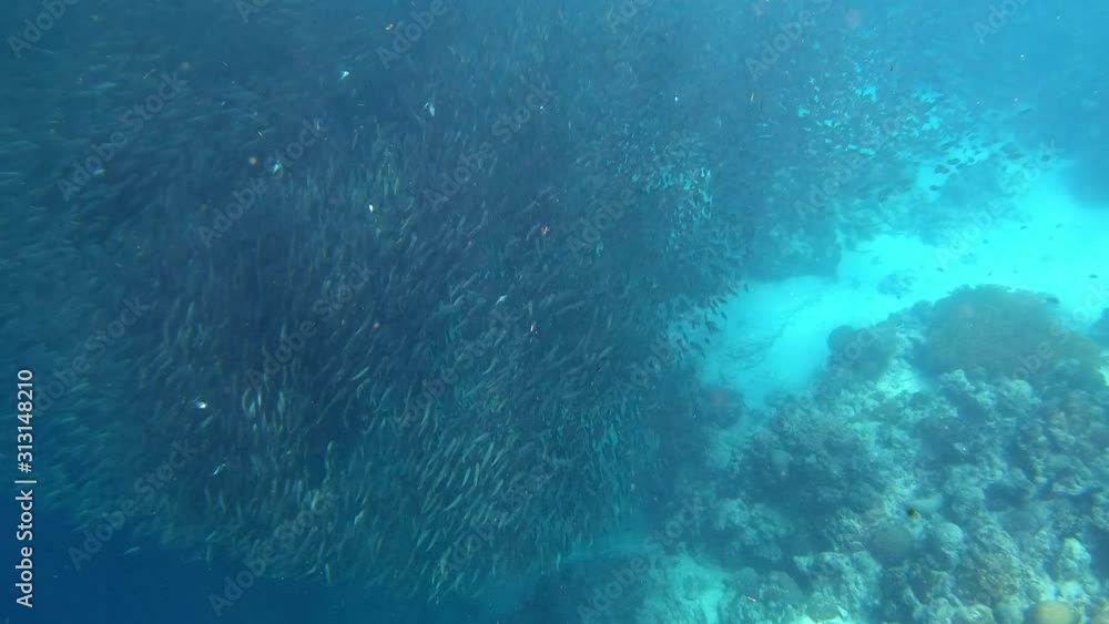 A large shoal of sardines swims in synchrony above a coral reef. A large shoal of sardines swims in synchrony above a coral reef.