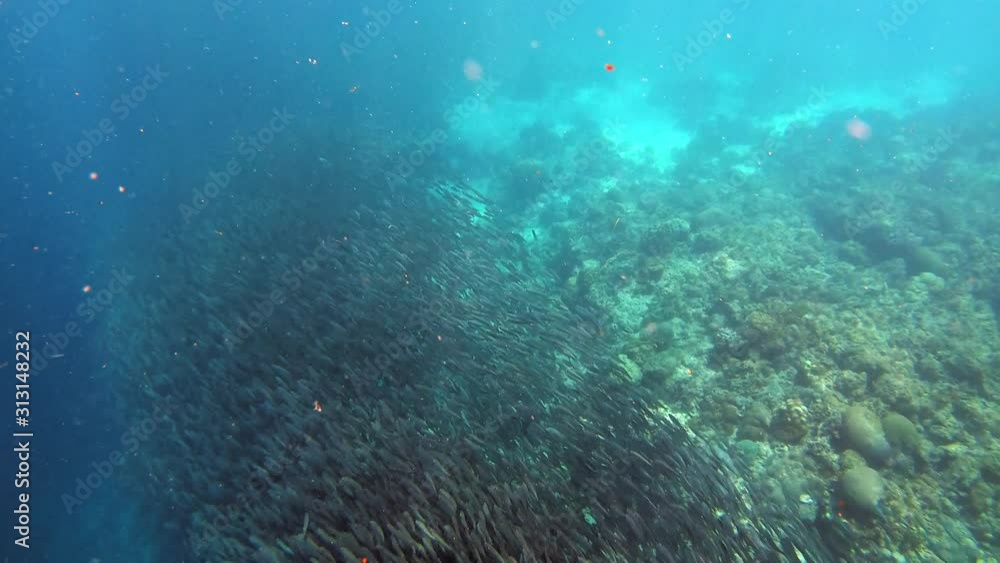 A large shoal of sardines swim in synchrony along the coral reef. A large shoal of sardines swim in synchrony along the coral reef.