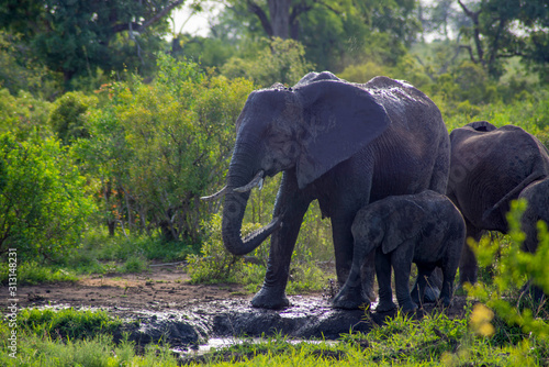 Elephant with baby in Kruger Park Africa