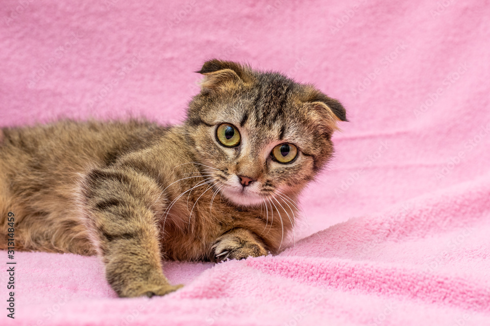 Fototapeta premium Funny happy tabby cat is playing on pink background
