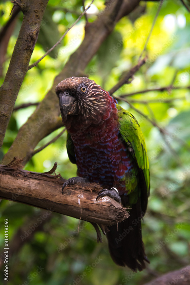 Exotic red and green parrot close up Exotic red and green parrot close up