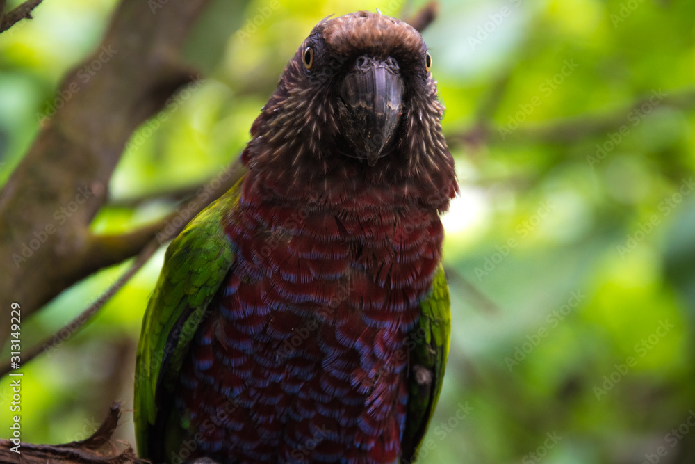 Exotic red and green parrot close up Exotic red and green parrot close up