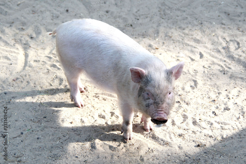 White grimy pig in a contact zoo White grimy pig in a contact zoo