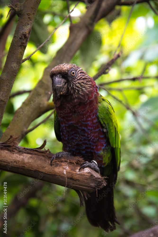Exotic red and green parrot close up Exotic red and green parrot close up