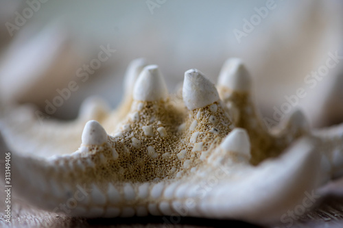 Close-up of a white starfish on a wooden table