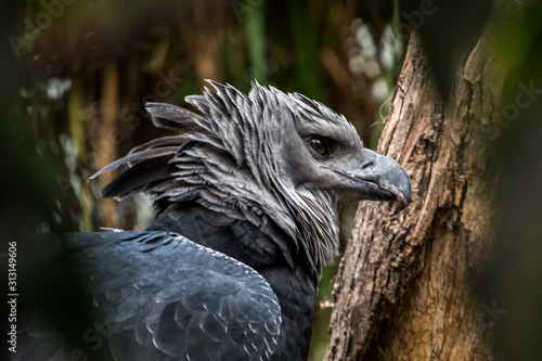 Фотография American harpy eagle close up