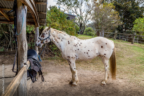 A lone white and spotted horse stands tied awaiting a handler in a green paddock