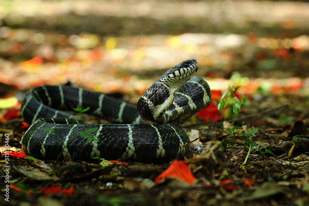Obraz premium Mangrove snakes defend themselves and prepare to attack, cat snake, boiga dendrophila