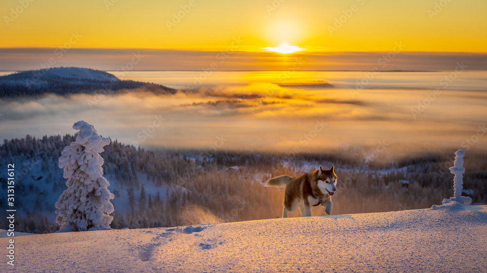 Siberian husky with sun in the mountains