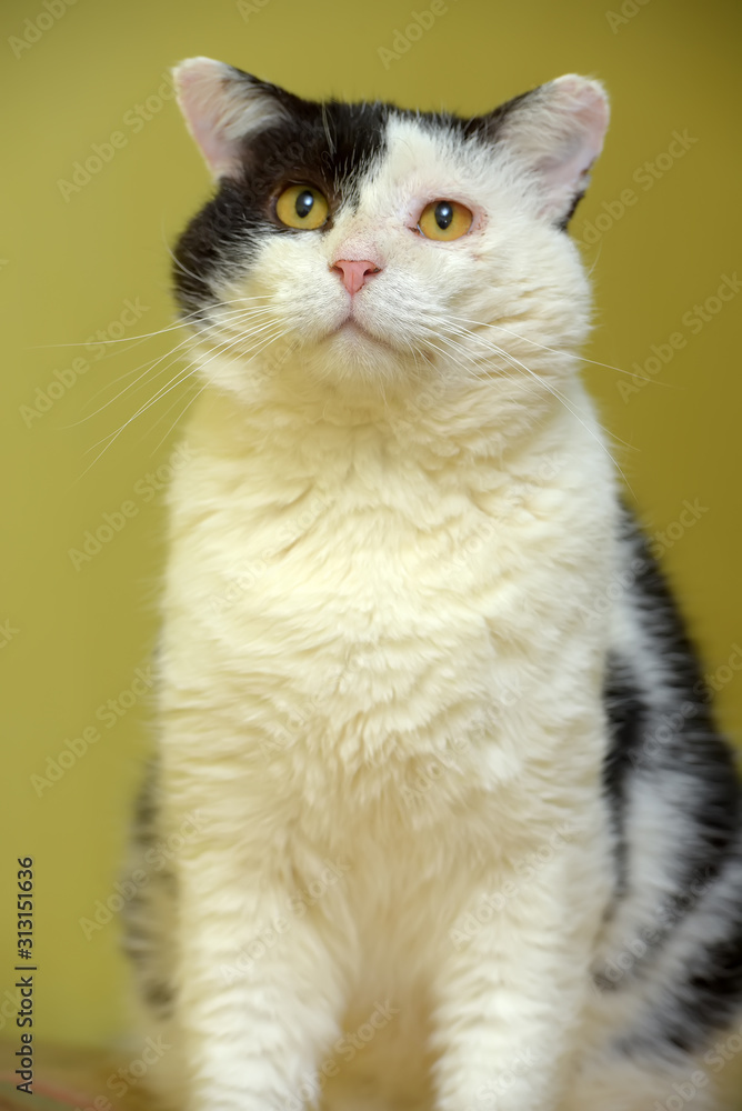 black and white cat sits on a green black and white cat sits on a green