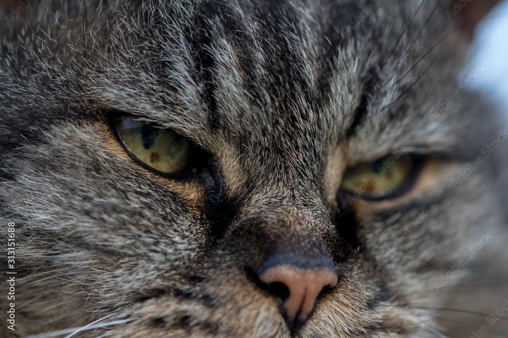 Close-up of a cat, outdoors feline portrait Close-up of a cat, outdoors feline portrait