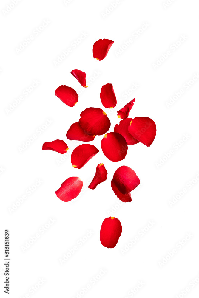 Red rose petals fly in the air.  Isolate on white background with space for text. Layout for Valentine's day cards, wedding, March 8, birthday, mother's Day - obrazy, fototapety, plakaty 