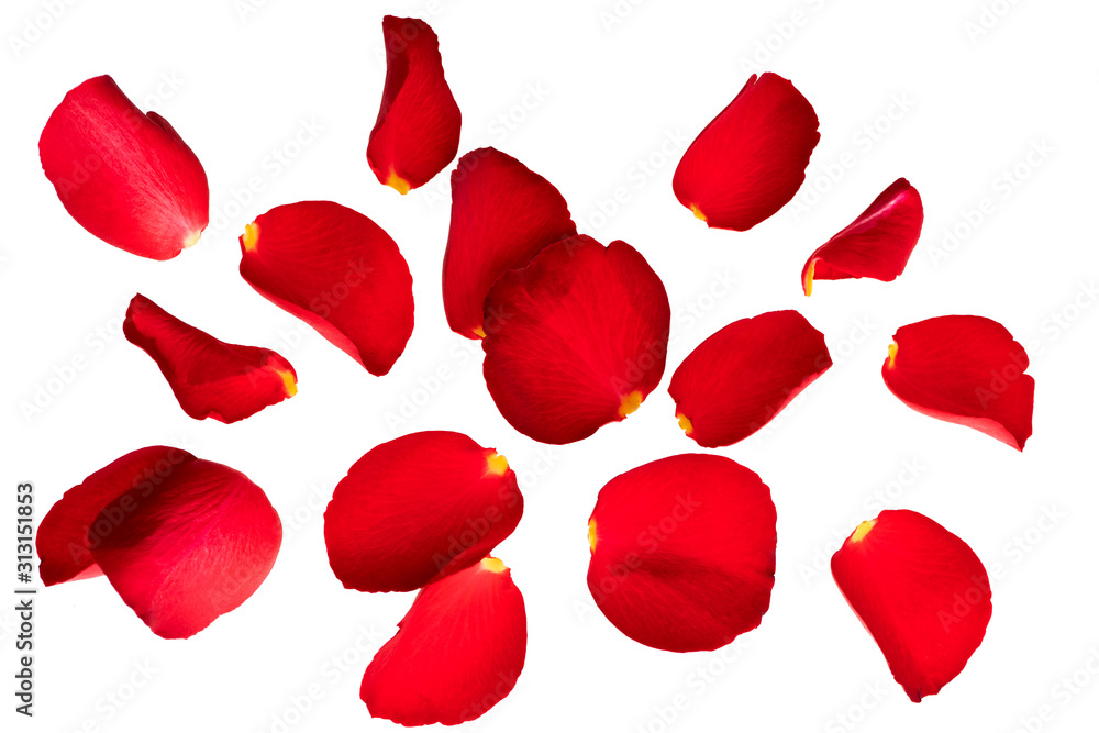 Red rose petals fly in the air. Isolate on white background with space for text. Layout for Valentine's day cards, wedding, March 8, birthday, mother's Day Red rose petals fly in the air. Isolate on white background with space for text. Layout for Valentine's day cards, wedding, March 8, birthday, mother's Day
