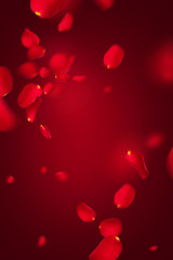 Flying petals of red roses on a red background. Creative floral levitation in the air nature layout. Spring blossom concept for wedding, women, Mother, 8 March, Valentine's day