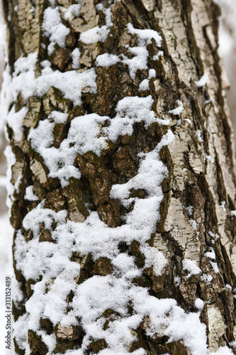 bark of trees covered with snow  Tree trunk with large bark texture covered with snow on a winter cloudy day. Texture with bark and snow.