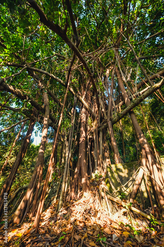 Photography huge ficus tree in jungle forest -