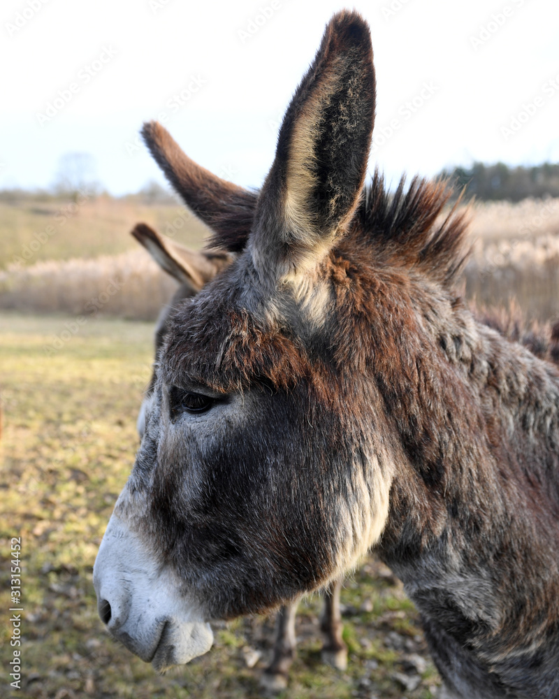 Donkey in a farm field Donkey in a farm field