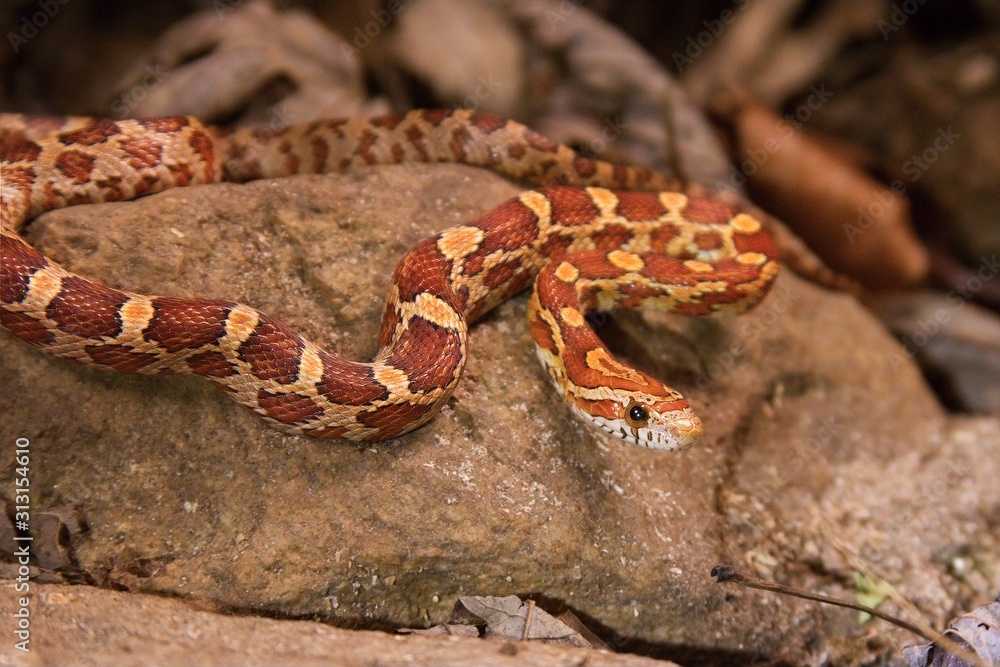 Fototapeta premium The corn snake is laying on the stone, dry grass and dry leaves round.