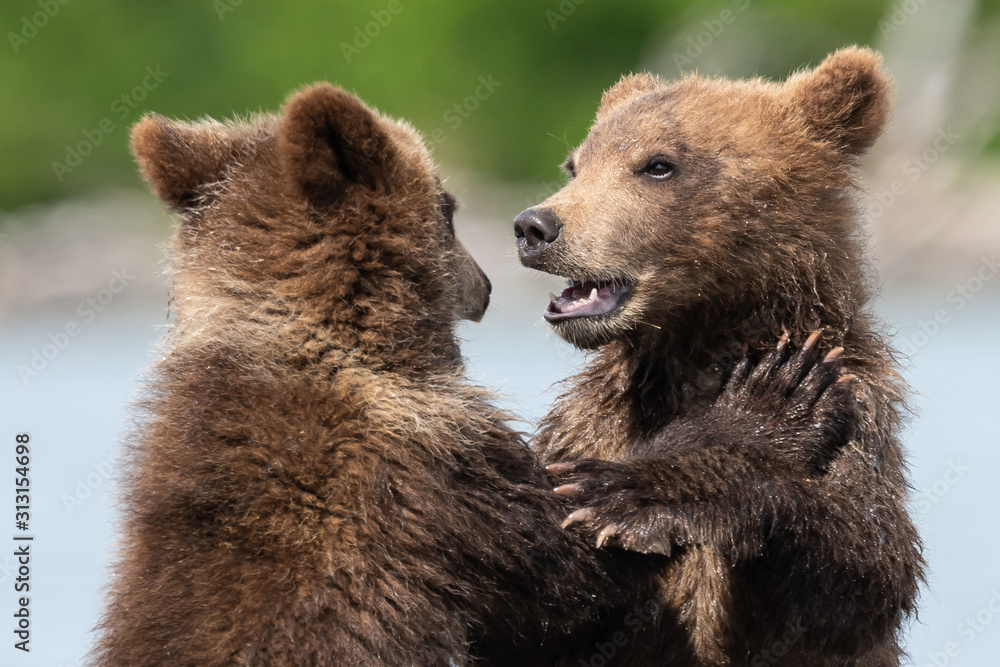 Obraz premium Ruling the landscape, brown bears of Kamchatka (Ursus arctos beringianus)