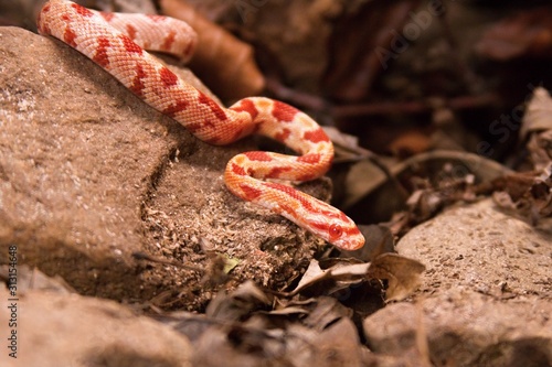 The corn snake is laying on the stone, dry grass and dry leaves round.