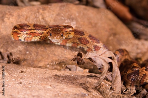 The corn snake is laying on the stone  dry grass and dry leaves round.