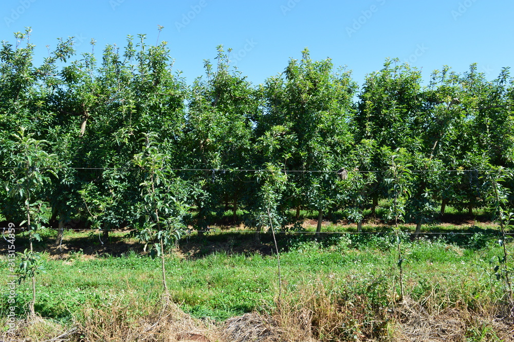 Side view of an apple orchard