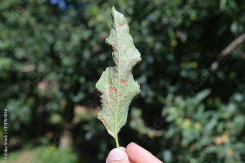 Underside of apple leaf contaminated with Glomerella