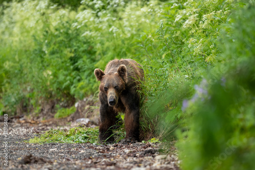 Ruling the landscape  brown bears of Kamchatka  Ursus arctos beringianus 