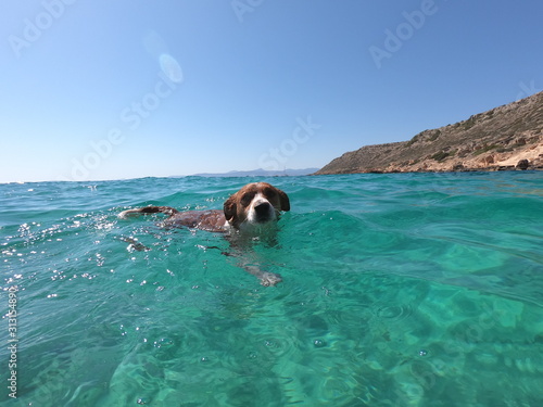dog swimming on the beach concept of summer and holiday