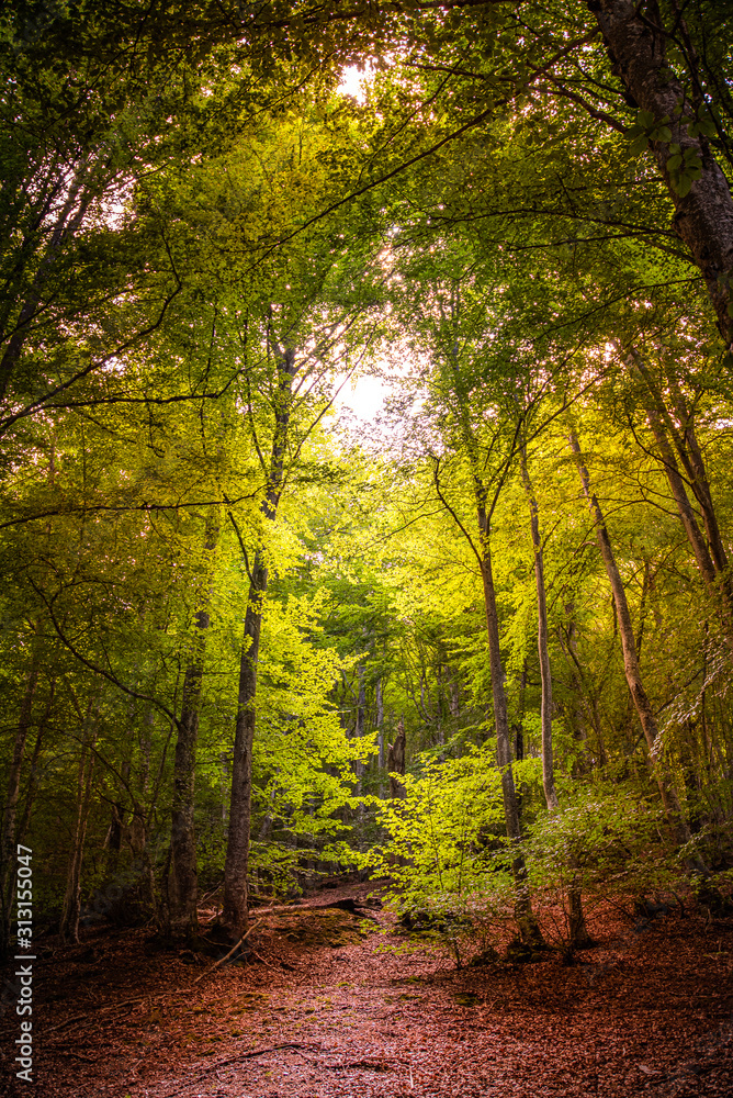 sous-bois