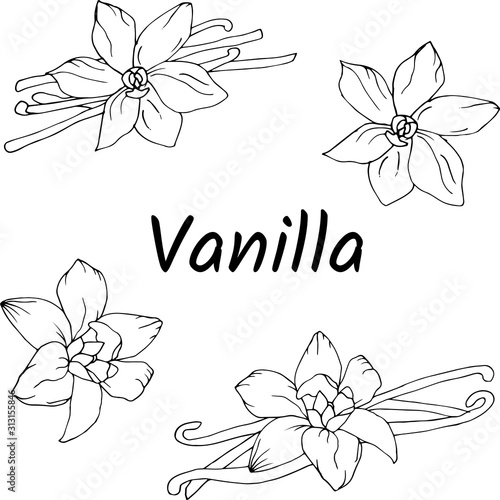 Set of contour flowers and vanilla on a white background. Black and white vector botanical hand-drawn illustration.