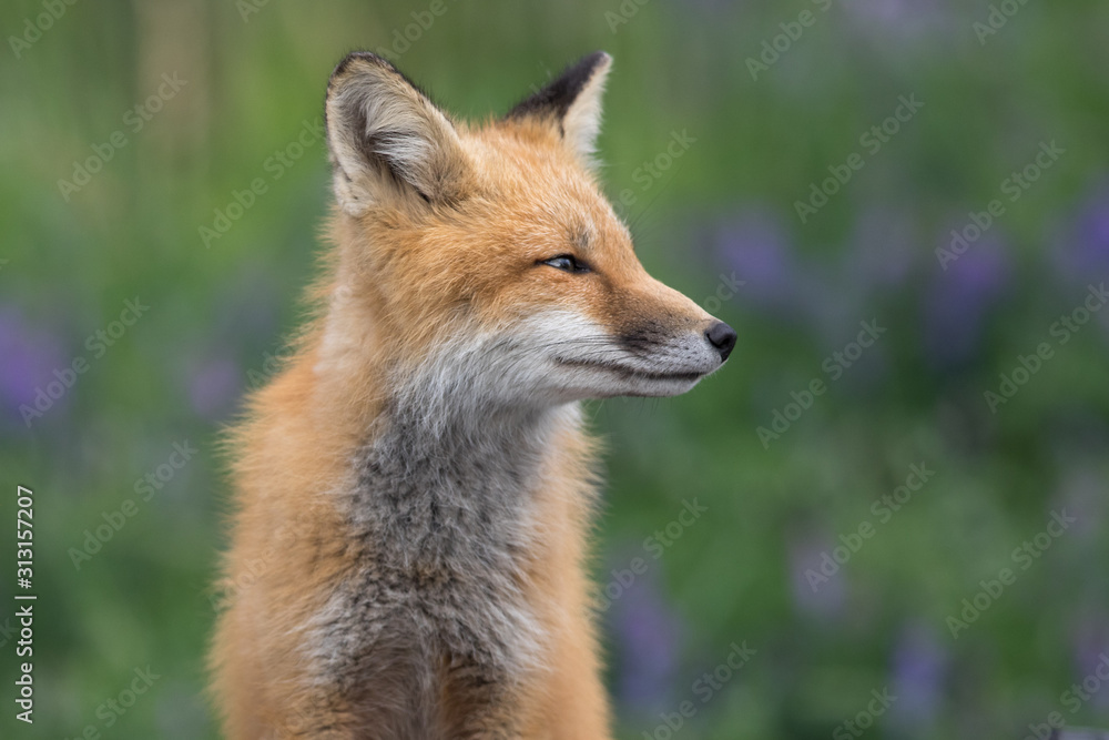 Foxy profile Foxy profile