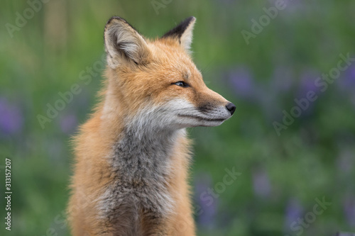 Foxy profile © michel
