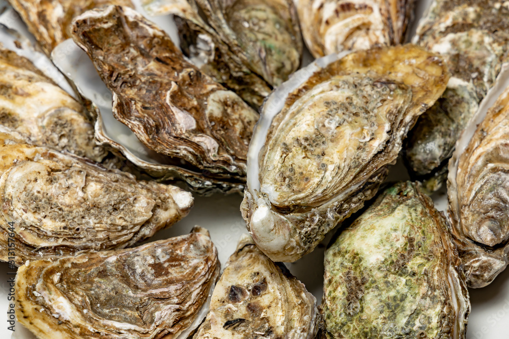 Fresh oysters. Oyster shells for background.