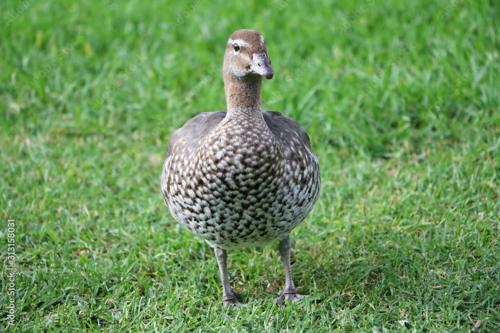 Chenonetta jubata in Australia Chenonetta jubata in Australia