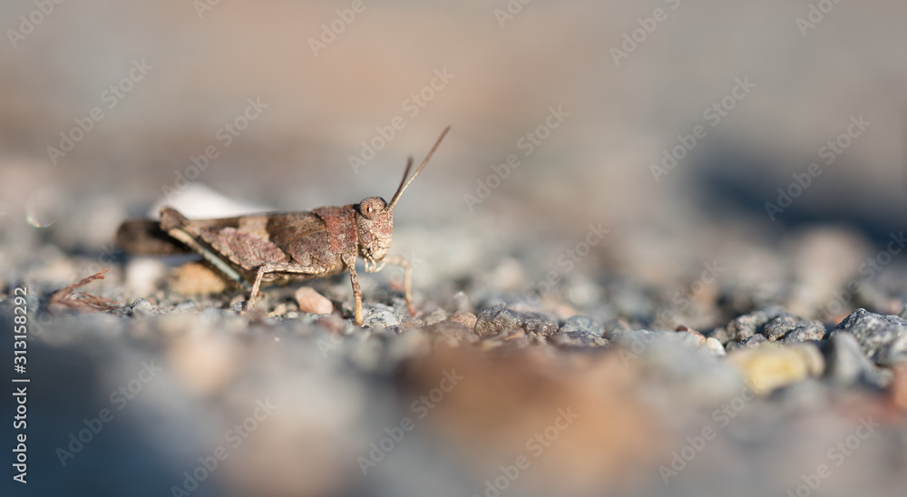 blue-winged grasshopper on rocky ground blue-winged grasshopper on rocky ground