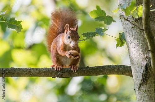 bushy-tailed squirrel with a nut on a branch © D. Jakli