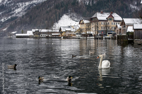 a swan swimming in front of the cottages on the lake between snowy mountains at a foggy morning