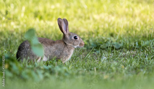 cute european rabbit on a lawn © D. Jakli