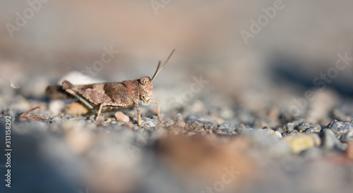 blue-winged grasshopper on rocky ground © D. Jakli
