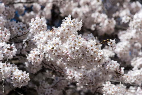 Cherry Blossom Season In Japan