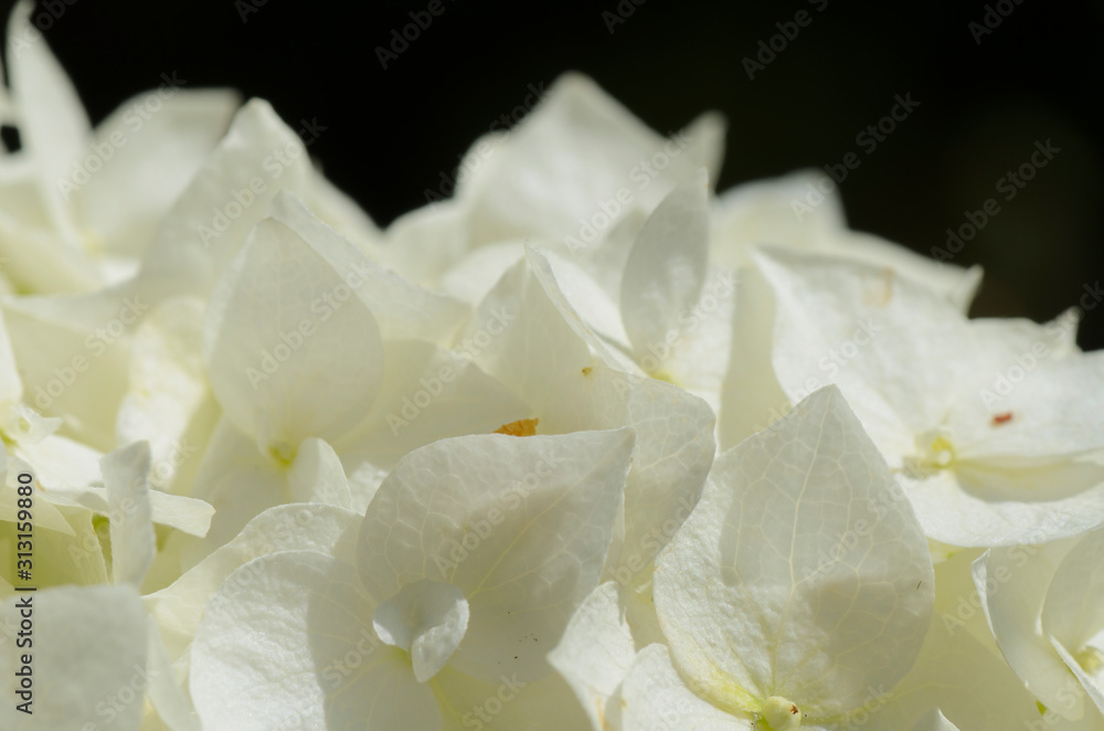 Hydrangea arborescens Annabelle Hydrangea arborescens Annabelle