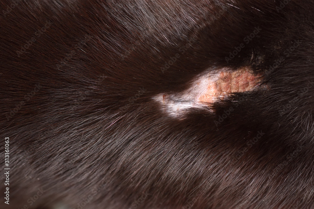 The cat after the fight with a wound without hair, the skin is wounded with a sore. Close up with text space The cat after the fight with a wound without hair, the skin is wounded with a sore. Close up with text space