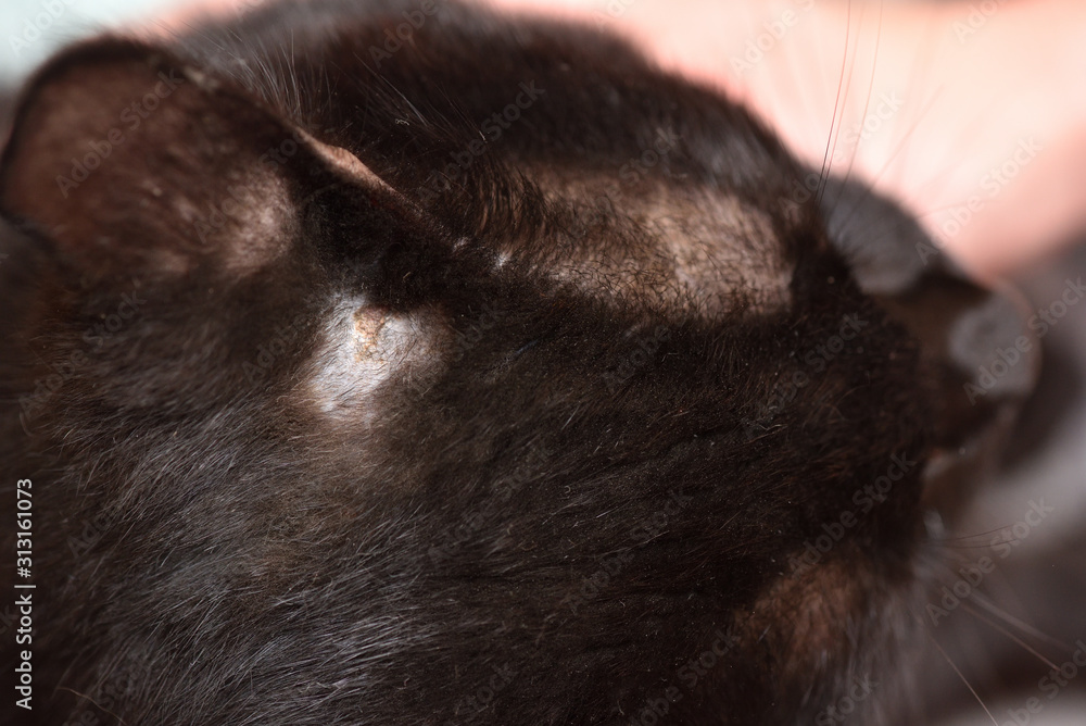 The cat after the fight with a wound without hair, the skin is wounded with a sore. Close up with text space The cat after the fight with a wound without hair, the skin is wounded with a sore. Close up with text space