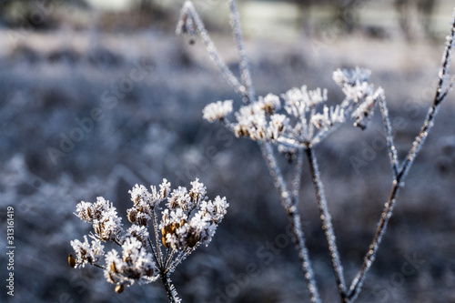 Winter Flowers © Anna